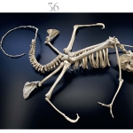 Maarten Vanden Eynde