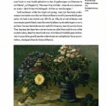 Van Gogh en de zonnebloemen