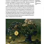 Van Gogh en de zonnebloemen